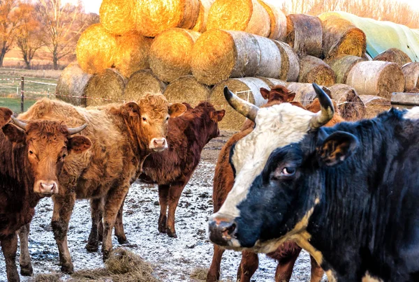 Paesaggio rurale con mucche — Foto Stock