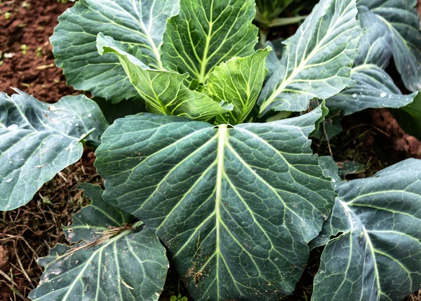 White cabbage in field — Stock Photo, Image
