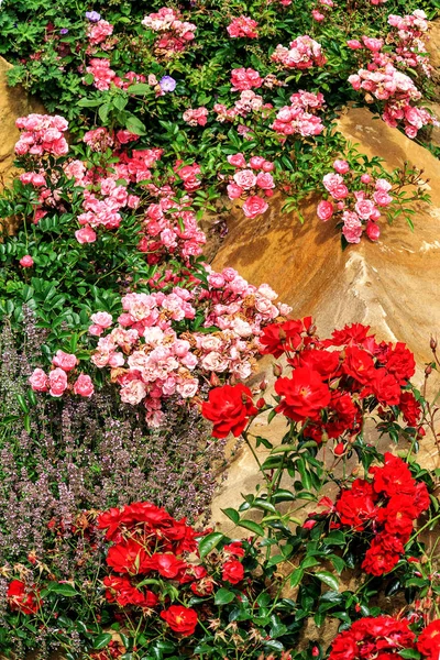 Rosa und dunkelrote Rosen — Stockfoto