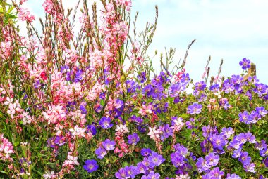 Rozanne Sardunya ve Verbena bonariensis 