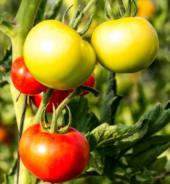 Olgunlaşma çalı domates — Stok fotoğraf