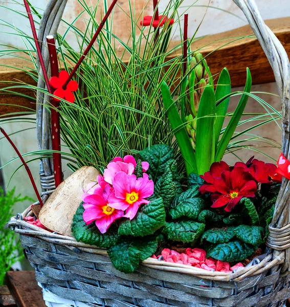 Flores de prímula coloridas em pequena cesta cinza — Fotografia de Stock