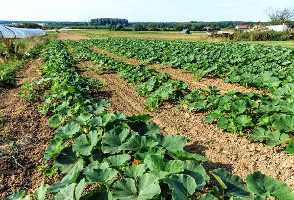 Zucchini fält i midsommar — Stockfoto