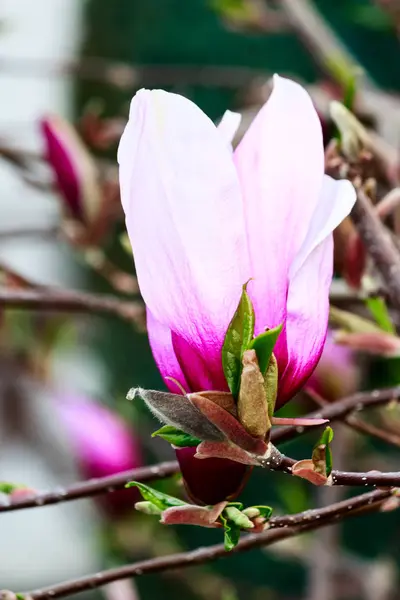 Magnolia bloem met toppen in het vroege voorjaar — Stockfoto