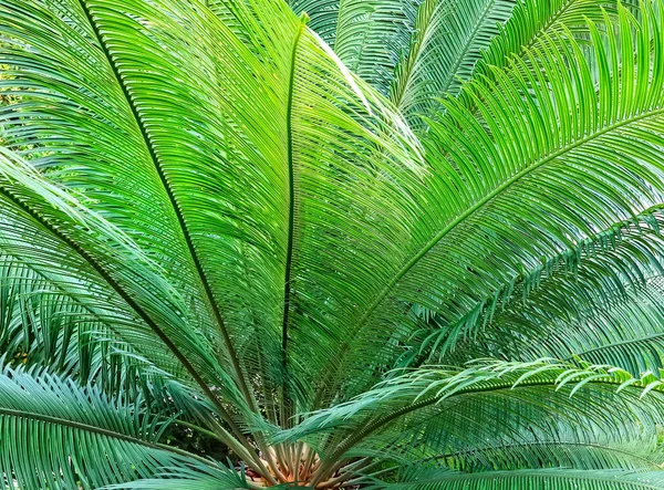 Japon sago palmiye Cycas revoluta — Stok fotoğraf