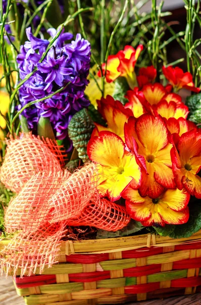 Kwiaty pierwiosnka czerwony i żółty — Zdjęcie stockowe
