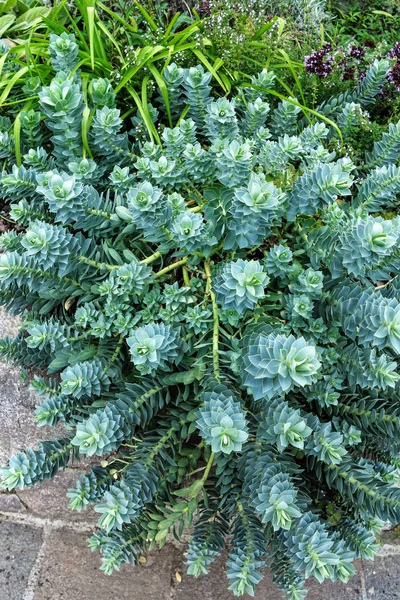 Euphorbia mirsinitos (Myrtle Spurge, Cola de burro ) —  Fotos de Stock