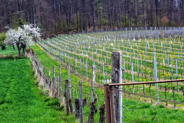 Vineyard landscape in Spessart Mountains, Germany — Stock Photo, Image