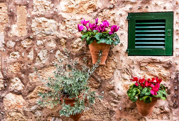 Stone house wall mit potted cyclamen flowers and tiny olive tree — Stock Photo, Image