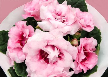 Pink Gloxinia Sonata (Sinningia speciosa)