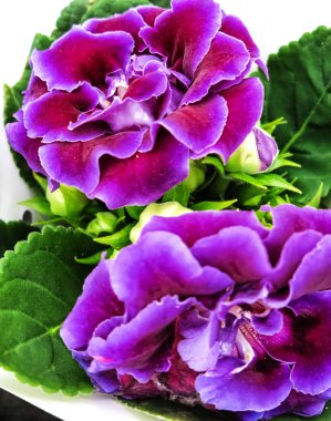 Purple Gloxinia Sonata (Sinningia speciosa)