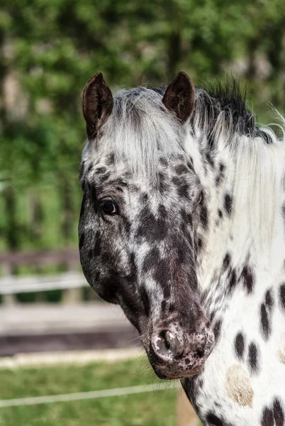 Danska rasen Knabstrupper horsedanish rasen Knabstrupper häst — Stockfoto