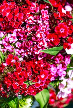 Kırmızı ve mor çiçekli karanfil (karanfil caryophyllus)