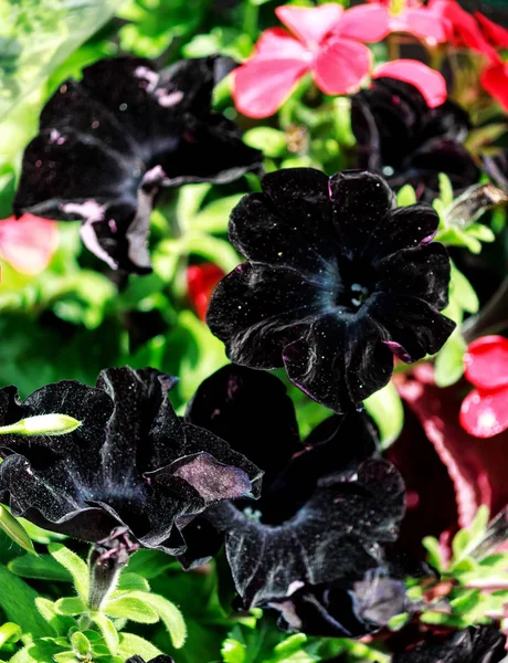 Czarny kwitnienie petunii (Solanaceae) — Zdjęcie stockowe