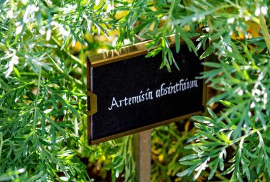 Wormwood (Artemisia absinthium) clipart