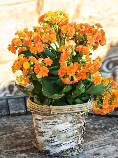 Bela flor suculenta em vaso Kalanchoe blossfeldiana — Fotografia de Stock