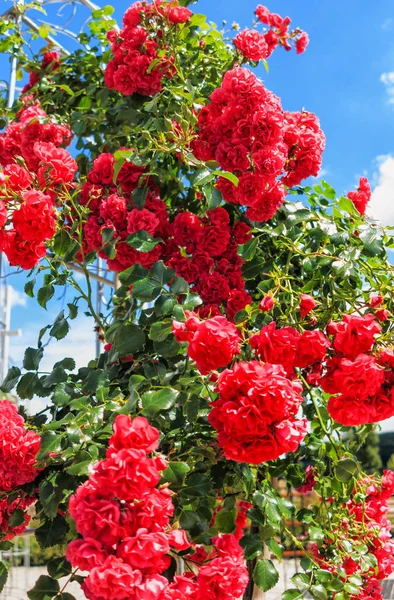 Red climbing roses shrub in full bloom — Stock Photo, Image