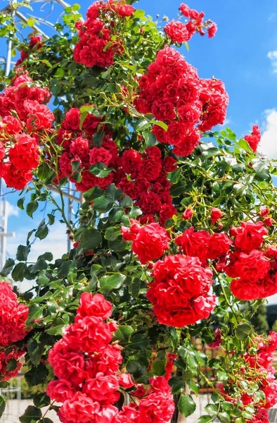 Piros hegymászó rózsák cserje teljes virágzás Stock Kép