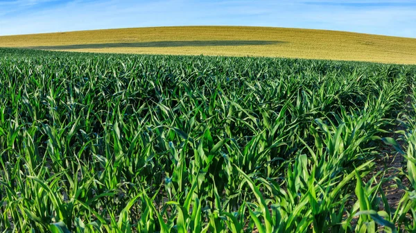 Campo di mais verde all'inizio dell'estate — Foto Stock