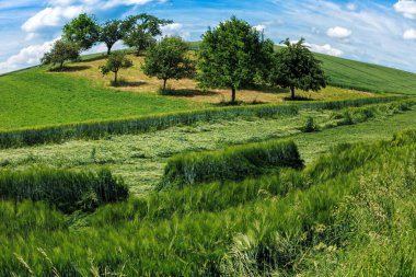 Yeşil alanlar ve elma ağaçlarının yaz aylarında
