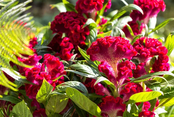 Vermelho escuro Sweet William (Dianthus barbatus ) — Fotografia de Stock