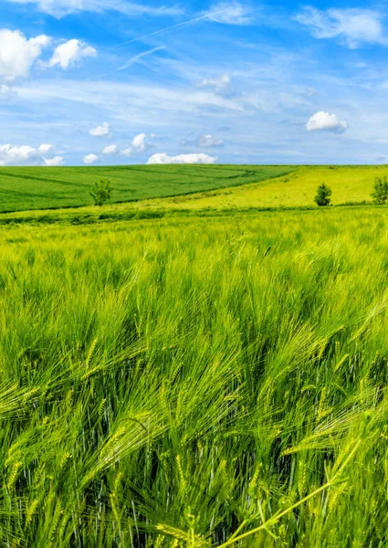 Green and golden barley fields in summer — Stock Photo, Image