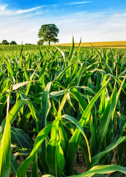 Paesaggio con campo di mais nel tardo pomeriggio — Foto Stock