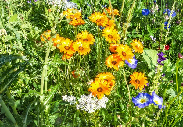 Prairie de fleurs sauvages — Photo