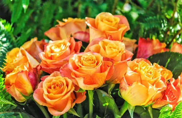 黄色和橙色的怀旧伊甸园玫瑰 — 图库照片