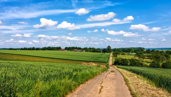 Paisaje con campos de cereales verdes — Foto de Stock