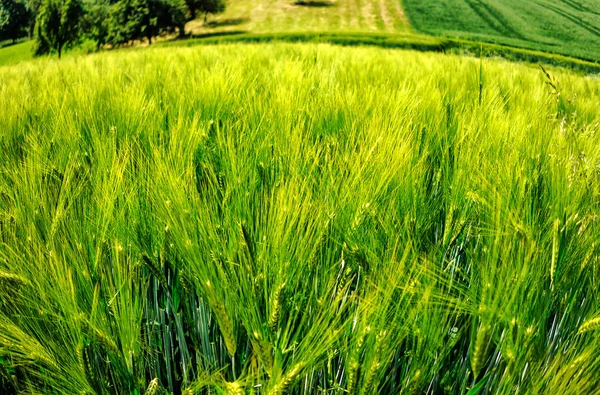 Campos de cevada verde e dourada no verão — Fotografia de Stock