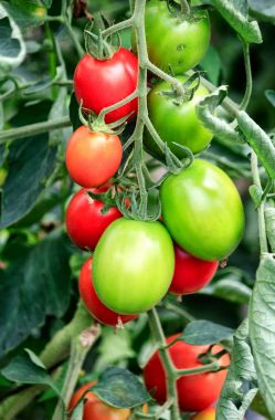 Serada domates yetiştirmek.