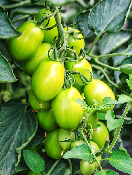 Tomates de arbusto verde en crecimiento —  Fotos de Stock