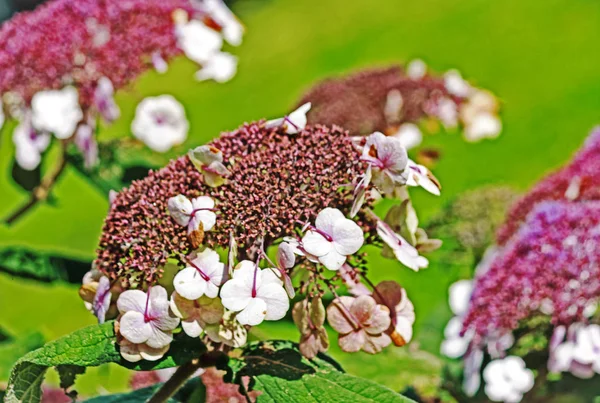 Hortênsia (Hydrangea serrata ) — Fotografia de Stock