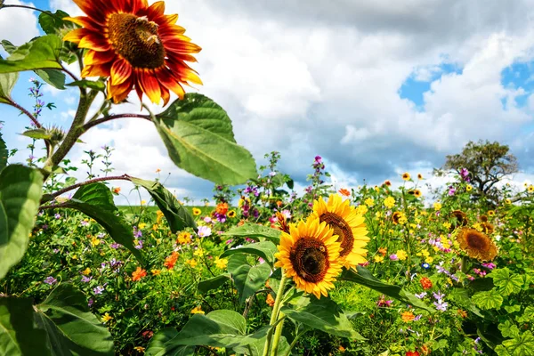 背の高いひまわりの花の草原に ストック写真