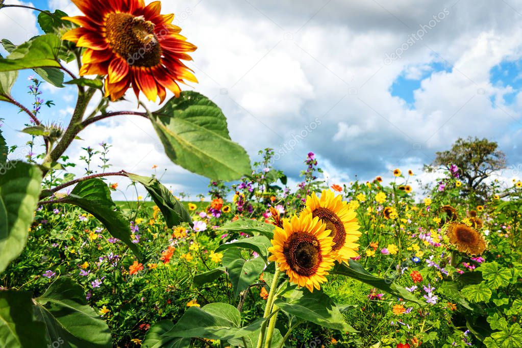 Tall sunflowers on flower meadow
