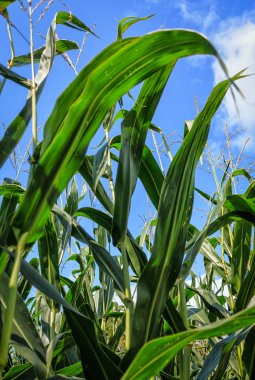 Yaz sonu güneşli Mısır tarlasında 