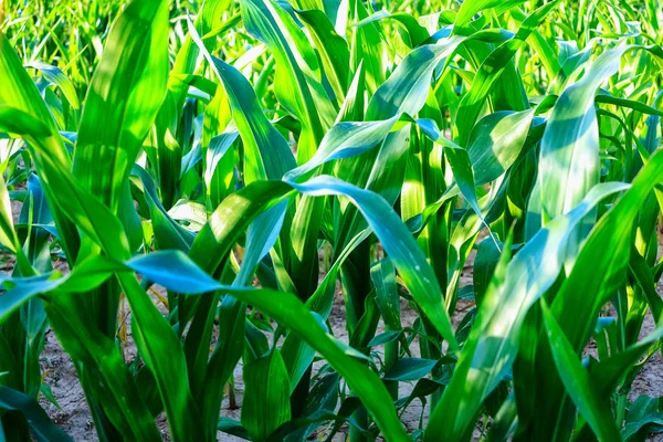 Mladé zelené kukuřičné listy — Stock fotografie