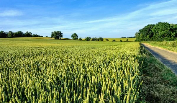 Zelené a zlaté pšeničné pole — Stock fotografie