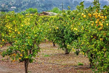 Limon ve portakal ağaçları dağlarda Mallorca, İspanya