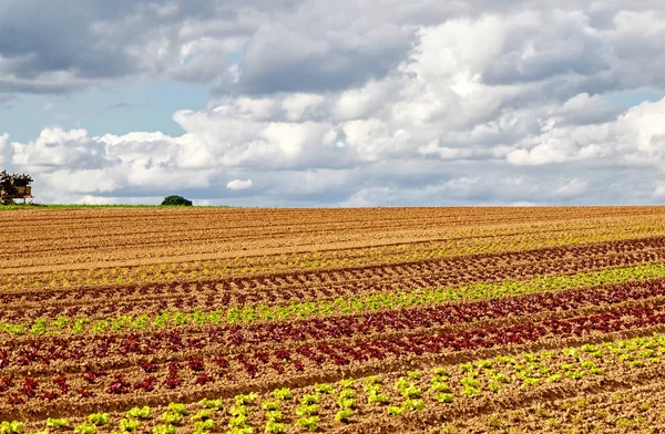 Campo con piante colorate di lattuga — Foto Stock