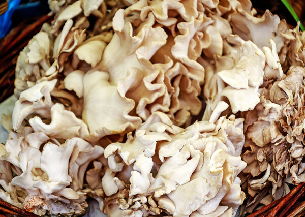 The Grifola frondosa, or Maitake mushroom