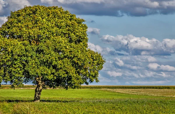 Yeşil çayır üzerinde büyük ceviz ağacı 