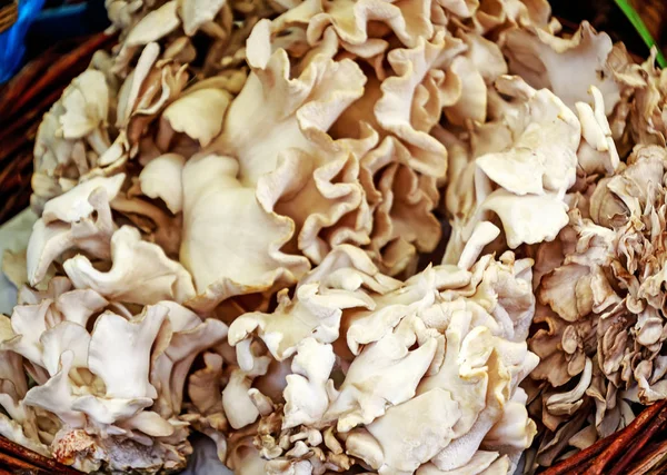 Der Grifola frondosa, oder Maitake-Pilz Stockbild