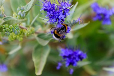 Mavi Sakal Caryopteris x clandonensis 'Göksel Blue' ile Bumblebee