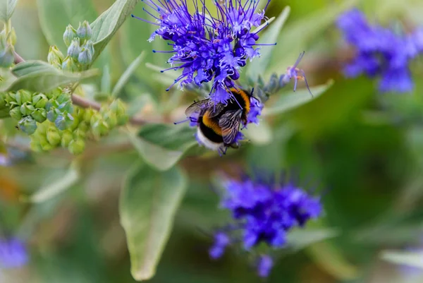 Bluebeard Caryopteris x clandonensis 'Heavenly Blue' with Bumblebee — Stock Photo, Image