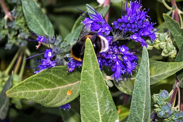 Barba Azul Caryopteris x clandonensis 'Heavenly Blue' com Bumblebee — Fotografia de Stock