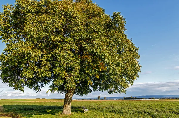 Paisagem com nogueira no prado verde — Fotografia de Stock