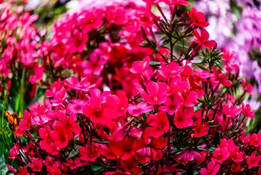 Yemyeşil çiçekli Phlox Paniculata