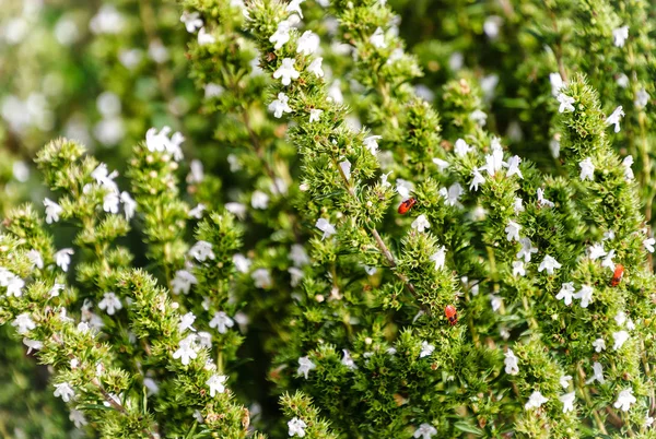 咸味植物 (satureja hortensis)) — 图库照片